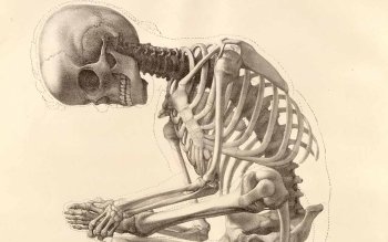 148 Skeleton HD Wallpapers | Background Images - Wallpaper Abyss