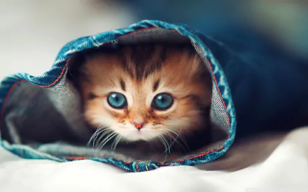 A cute kitten peeks out from inside rolled-up denim jeans, showcasing its striking blue eyes. This HD wallpaper beautifully combines a playful animal theme with fashion.