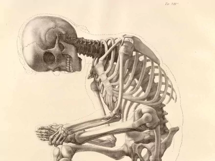 HD PC desktop wallpaper featuring a detailed, dark-themed illustration of a skeleton in a contemplative pose against a light background.