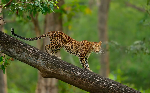 tree trunk Animal leopard HD Desktop Wallpaper | Background Image