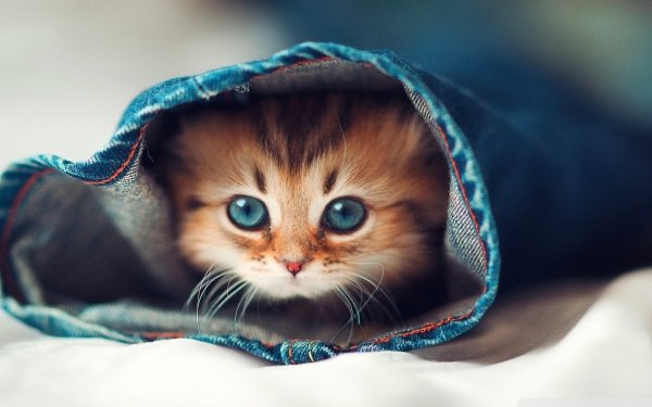 Animales Gato Gatos Kitten Jeans Fondo de pantalla HD | Fondo de Escritorio