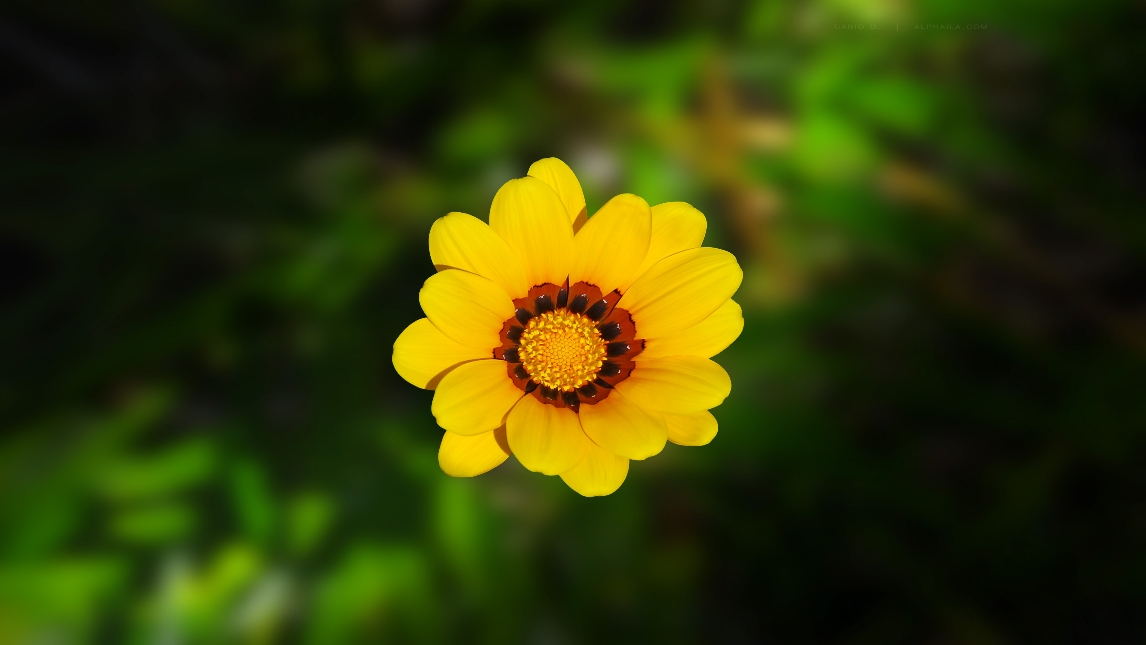 Flower 4k Ultra HD Wallpaper | Background Image | 3840x2160 | ID:556692 - Wallpaper Abyss