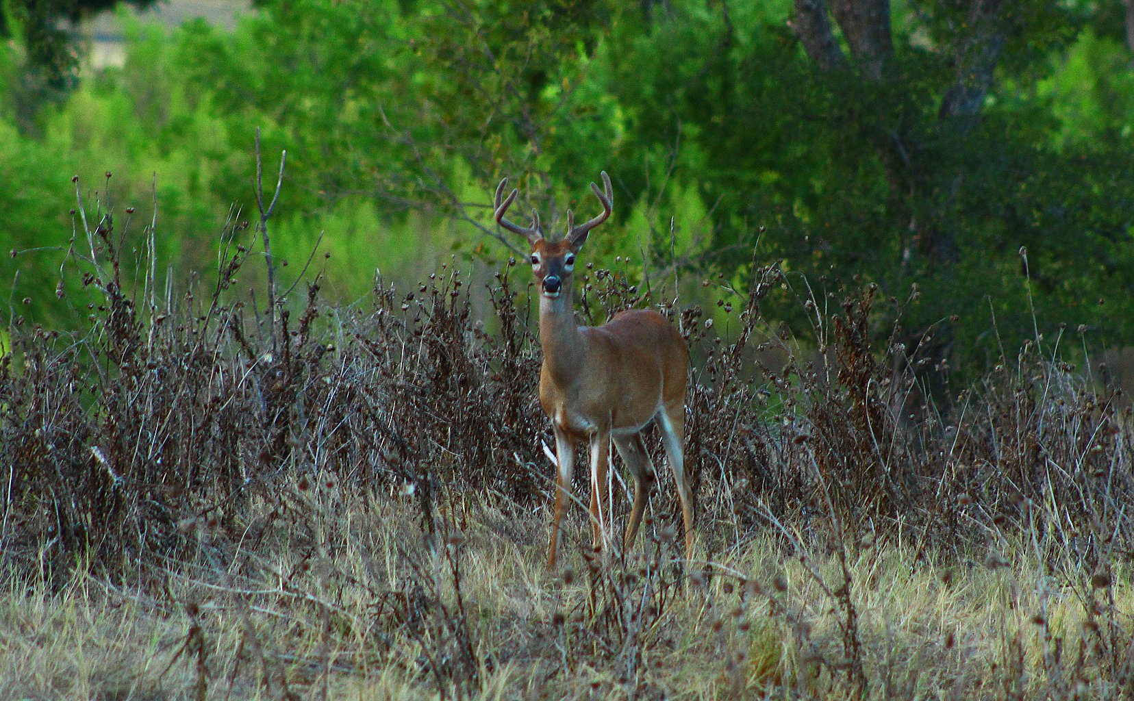 young buck Wallpaper and Background Image | 1656x1024