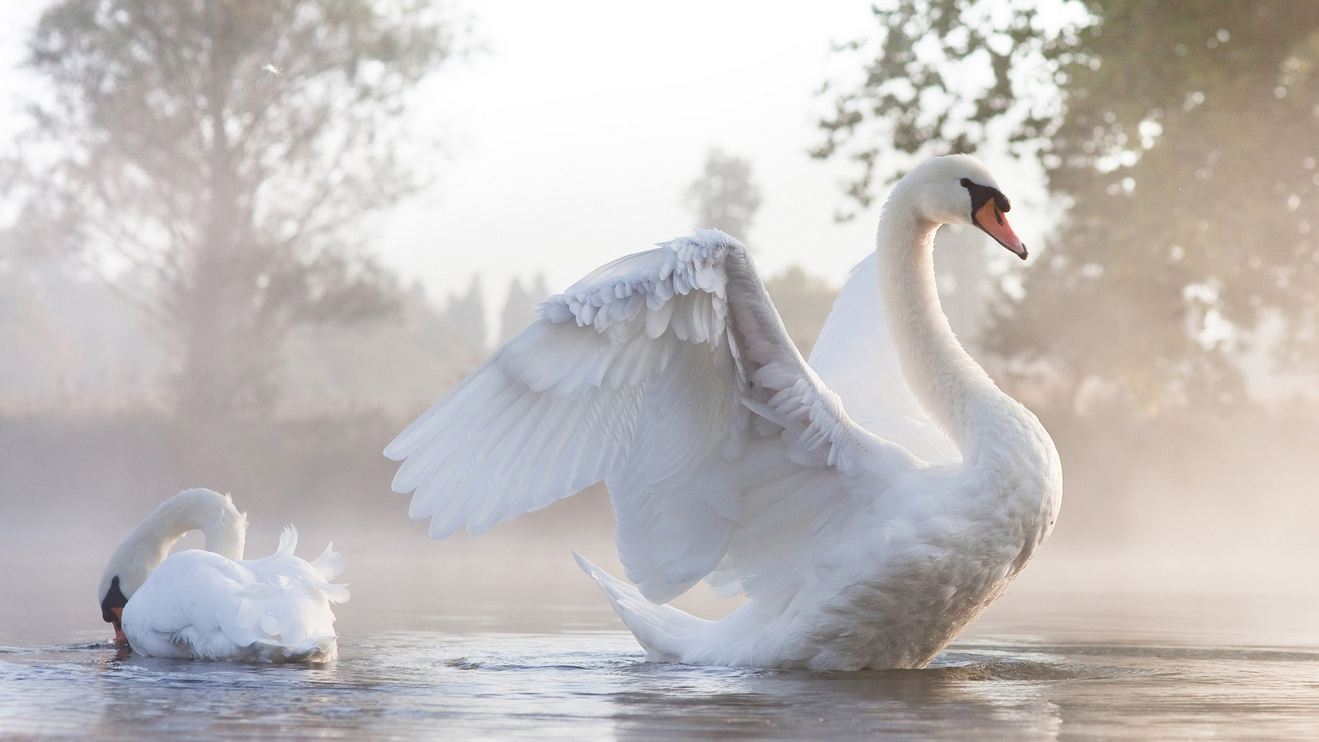 Swan Wallpapers - Top Free Swan Backgrounds - WallpaperAccess