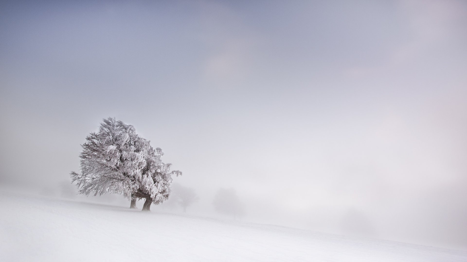 HD PC desktop wallpaper background showing a minimalist winter nature scene: a lone snow-covered tree in a soft, foggy, snow-blanketed landscape.