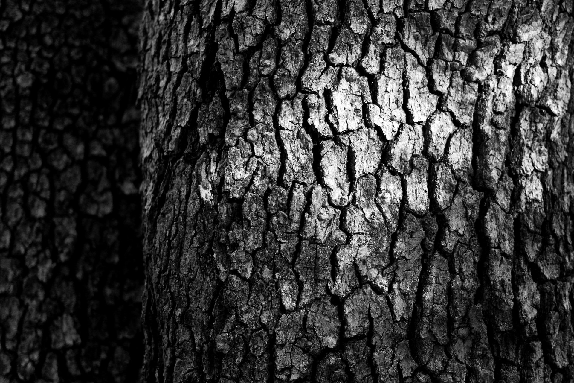 Download Nature Tree HD Wallpaper by Zachary