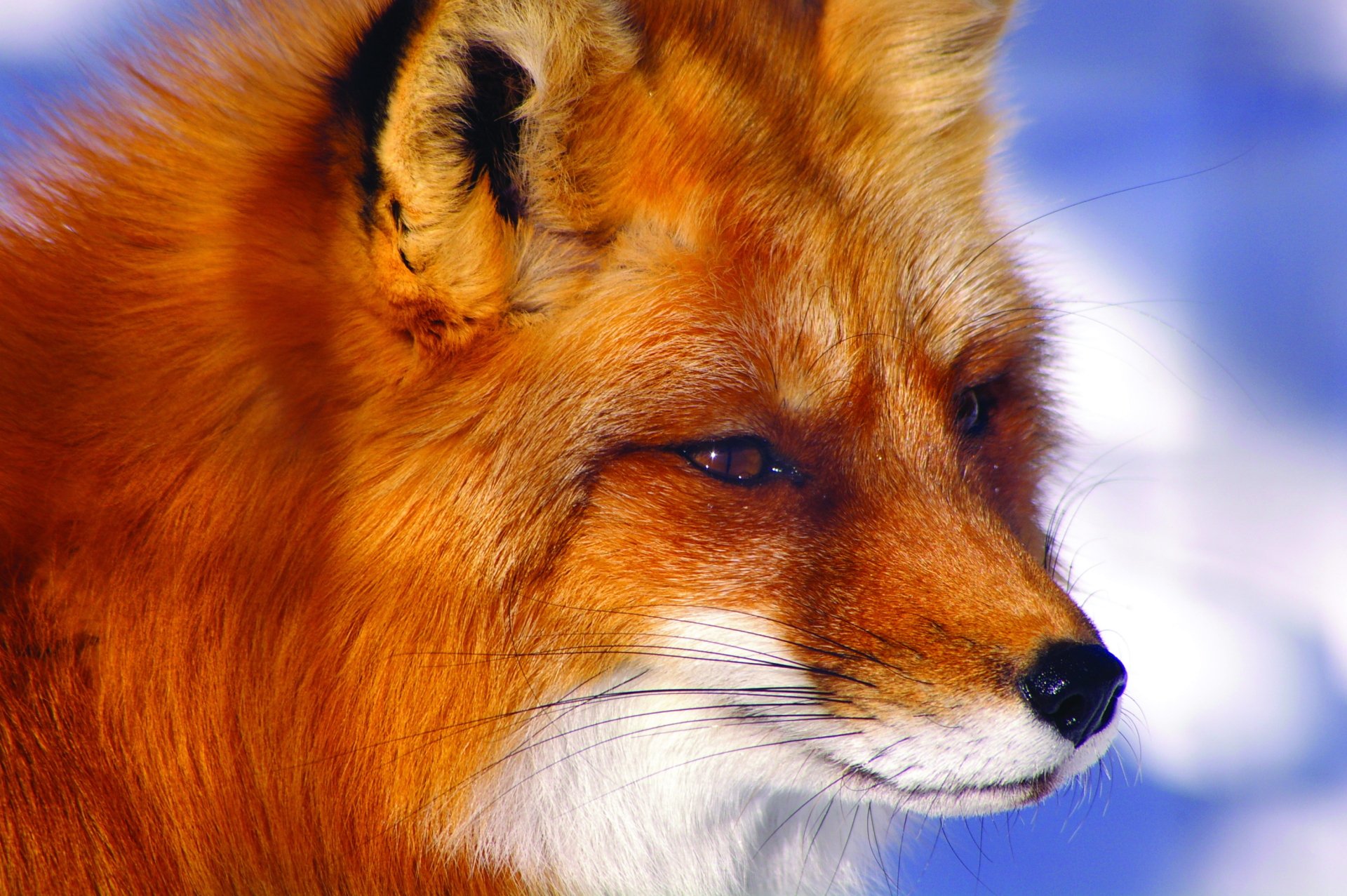A close-up of a fox in winter, showcasing its vibrant fur against a snowy background. This HD image serves as an engaging desktop wallpaper.