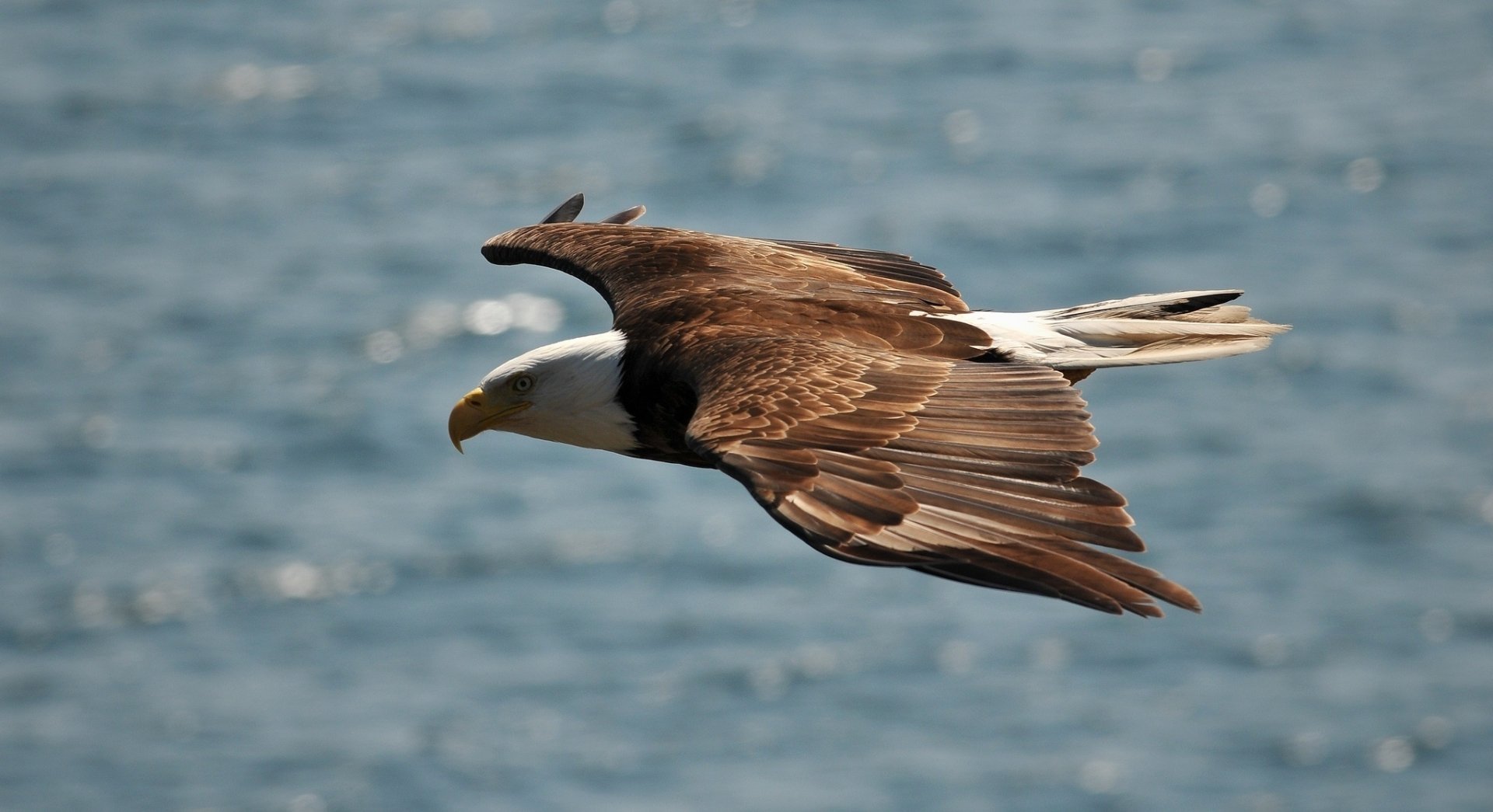 A bald eagle in mid-flight over a blurred blue water background, captured in HD for a striking desktop wallpaper.