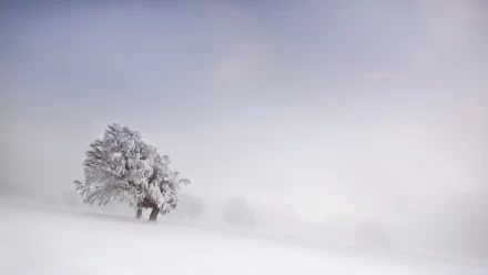 HD PC desktop wallpaper background showing a minimalist winter nature scene: a lone snow-covered tree in a soft, foggy, snow-blanketed landscape.