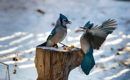HD desktop wallpaper showing two blue jay birds on a tree stump with scattered nuts, highlighting vibrant animal and nature details.