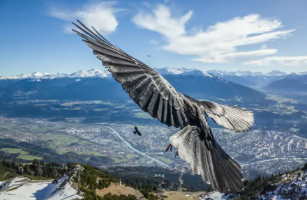 A majestic crow soars over a stunning landscape, its wings outstretched against a backdrop of mountains and a serene valley, captured in vibrant HD for a striking desktop wallpaper.