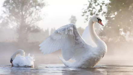HD desktop wallpaper featuring a graceful mute swan spreading its wings on calm water, with another swan resting in a misty, serene natural setting.