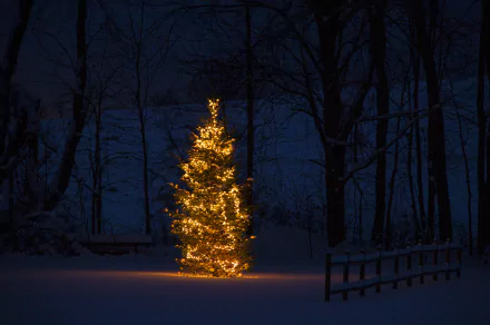 A glowing Christmas tree decorated with warm lights stands illuminated in a snowy forest at night, creating a festive holiday HD PC desktop wallpaper.