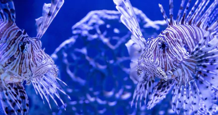 fish Animal lionfish HD Desktop Wallpaper | Background Image