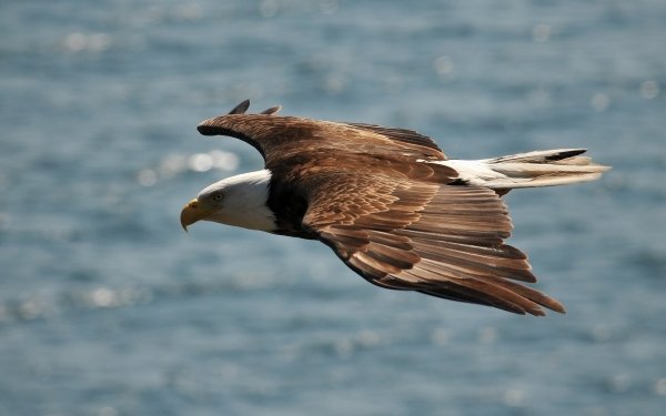 Animal Bald Eagle Birds Eagles Eagle Flight HD Wallpaper | Background Image