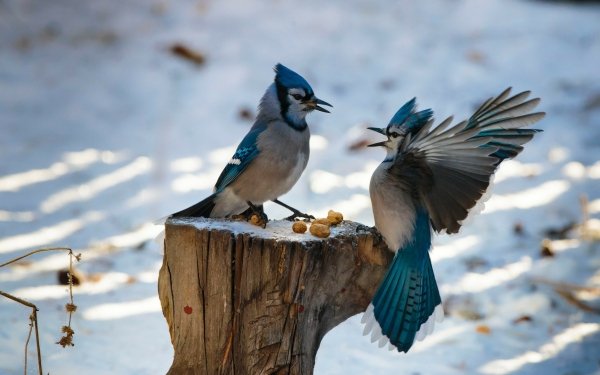 Animal Blue Jay Birds Passerines Bird Nut HD Wallpaper | Background Image