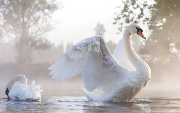 Animal Mute swan Birds Swans Swan HD Wallpaper | Background Image