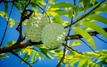 2K Quad HD PC desktop wallpaper of two green sugar apples (food) hanging on a leafy branch against a bright blue sky.