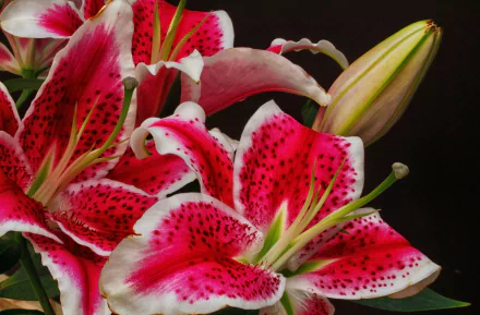 nature lily HD Desktop Wallpaper | Background Image