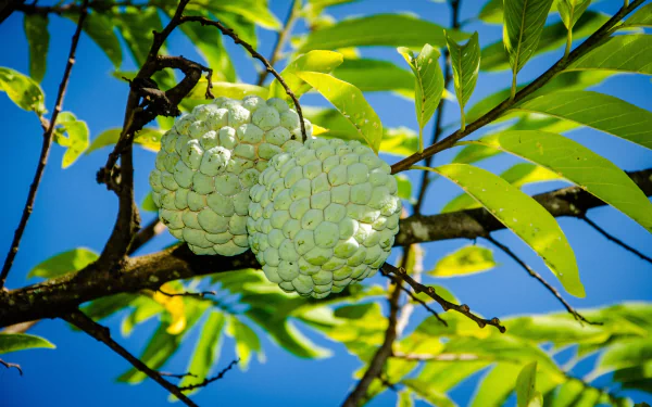 2K Quad HD PC desktop wallpaper of two green sugar apples (food) hanging on a leafy branch against a bright blue sky.