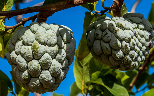 food Sugar Apple HD Desktop Wallpaper | Background Image