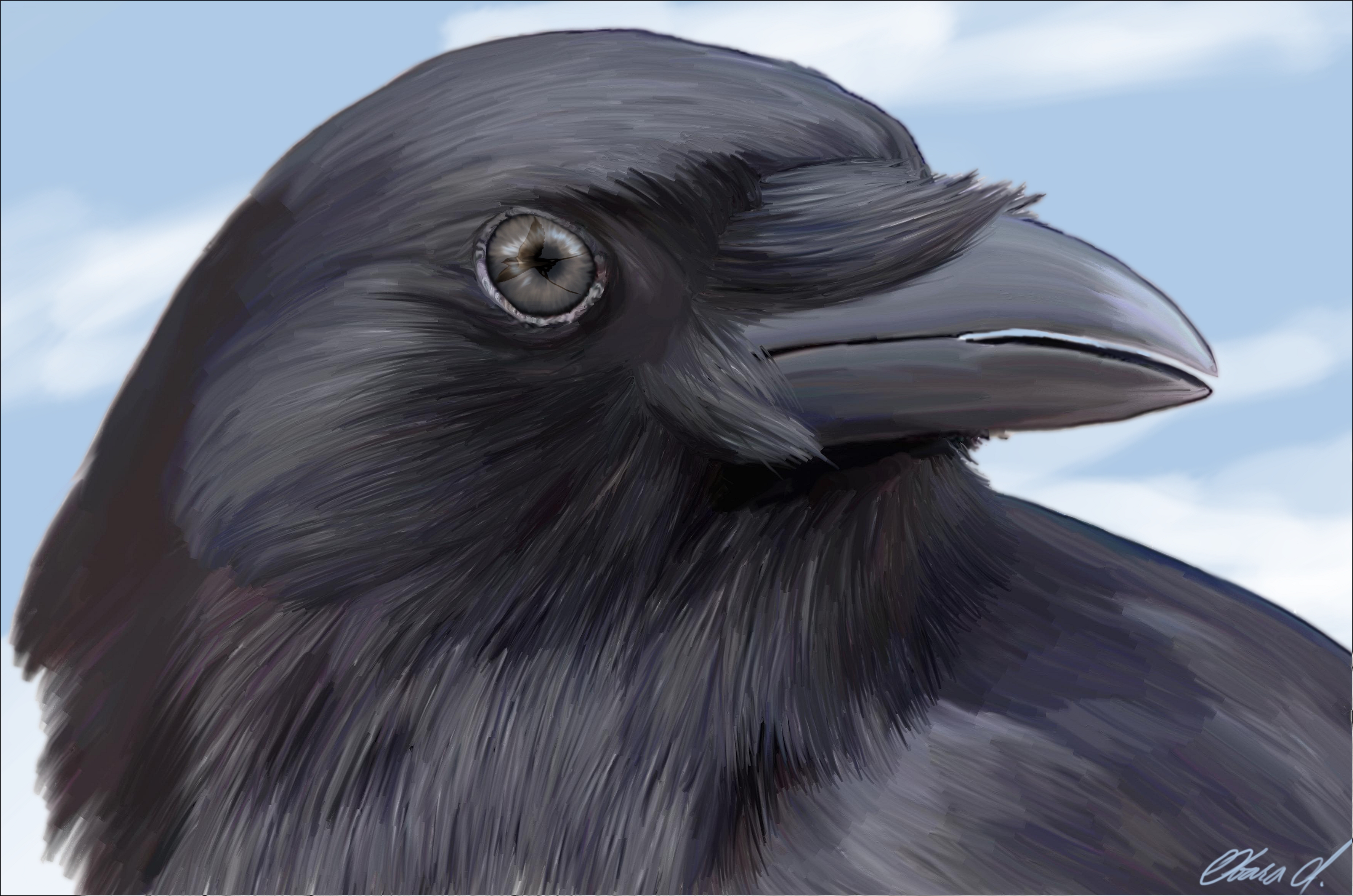 Animal Raven HD Wallpaper | Background Image