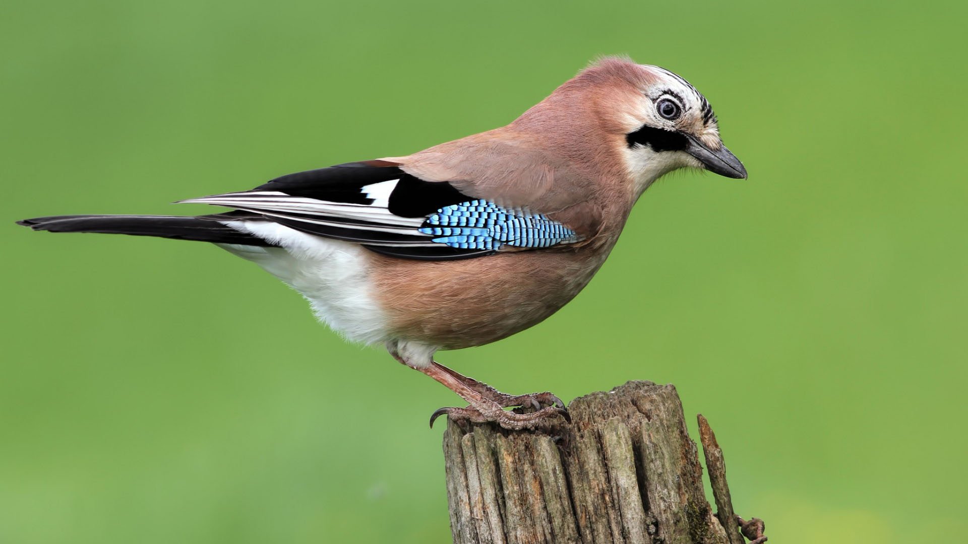 Download Jay Animal Eurasian Jay HD Wallpaper