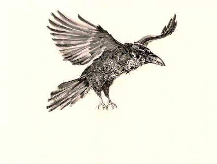 Animal raven HD Desktop Wallpaper | Background Image