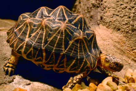 tortoise Animal Indian Star Tortoise HD Desktop Wallpaper | Background Image
