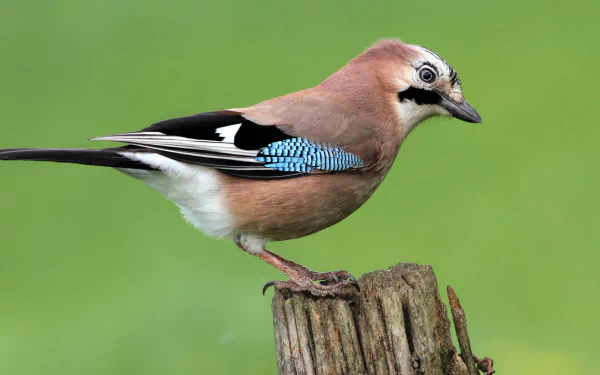 HD desktop wallpaper featuring a detailed close-up of a Eurasian Jay perched on a wooden post against a soft green background.
