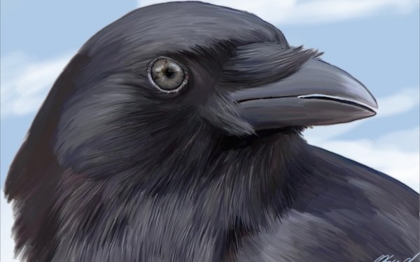 Animal Raven Birds Crows HD Wallpaper | Background Image