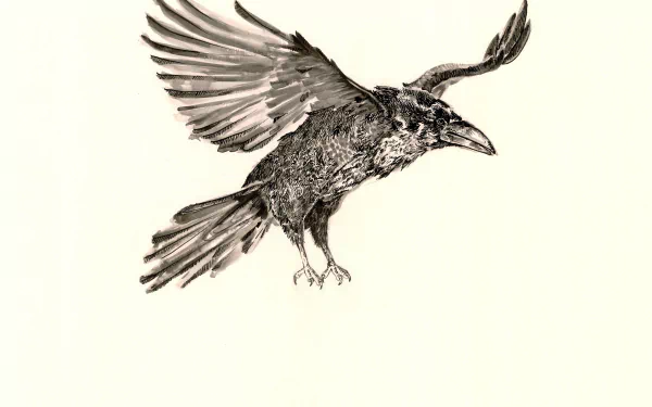 Animal raven HD Desktop Wallpaper | Background Image