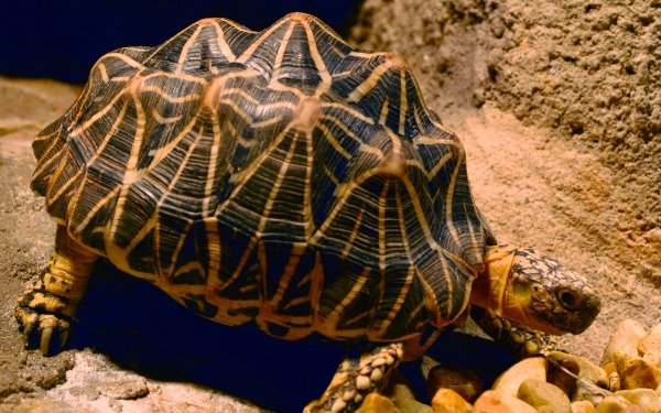 Animal Indian Star Tortoise Tortoise HD Wallpaper | Background Image