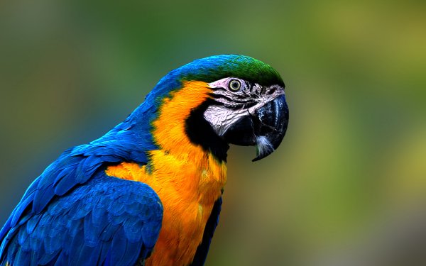 Animal Blue-and-yellow Macaw Birds Parrots Bird Macaw HD Wallpaper | Background Image