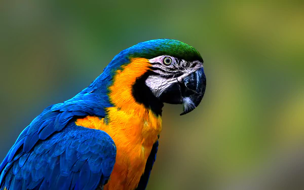 A vibrant Blue-and-yellow Macaw perched against a blurred green background, showcasing its striking blue and yellow feathers, perfect for a vivid HD PC desktop wallpaper.