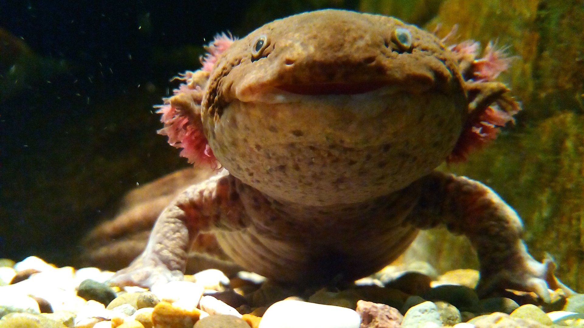 Download Animal Salamander HD Wallpaper