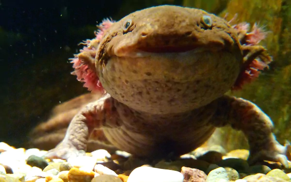 Animal salamander HD Desktop Wallpaper | Background Image