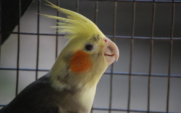 HD desktop wallpaper featuring a close-up of a cockatiel with bright yellow crest and orange cheek patches against a wire cage background.