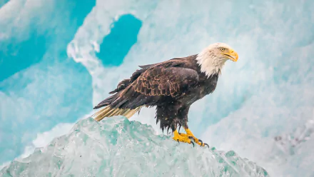 HD desktop wallpaper featuring a majestic bald eagle perched on icy terrain against a bright blue sky.