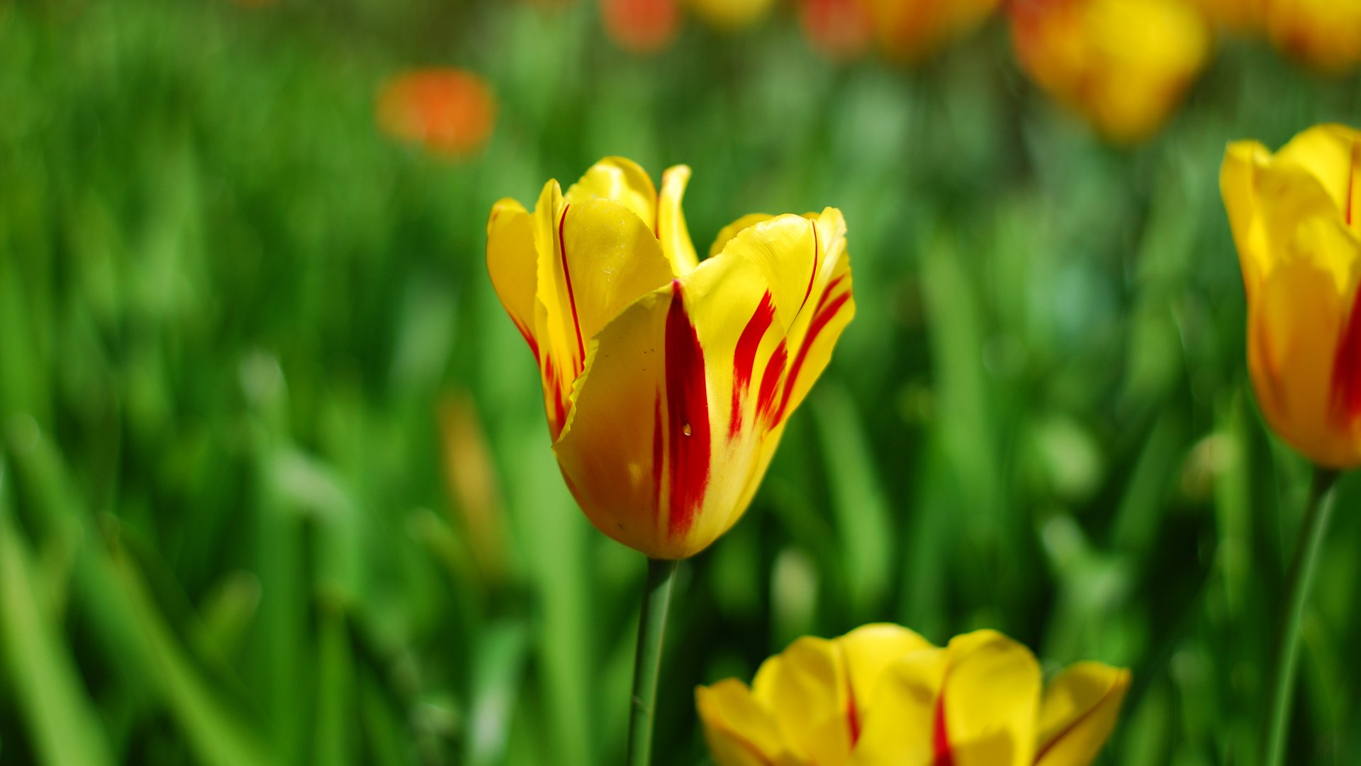 Download Nature Tulip 4k Ultra HD Wallpaper