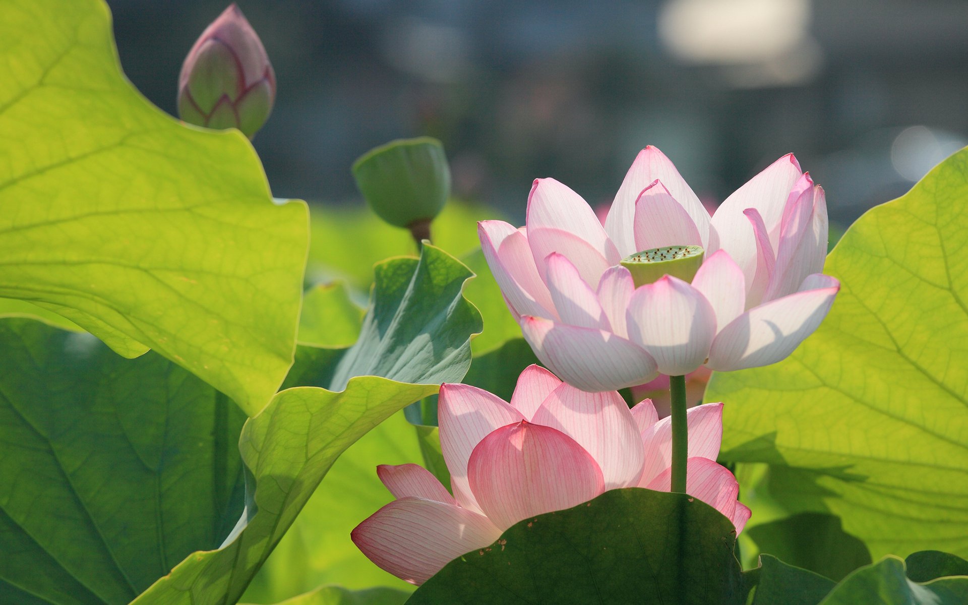 HD desktop wallpaper featuring a close-up of blooming pink lotus flowers and vibrant green leaves bathed in natural sunlight.