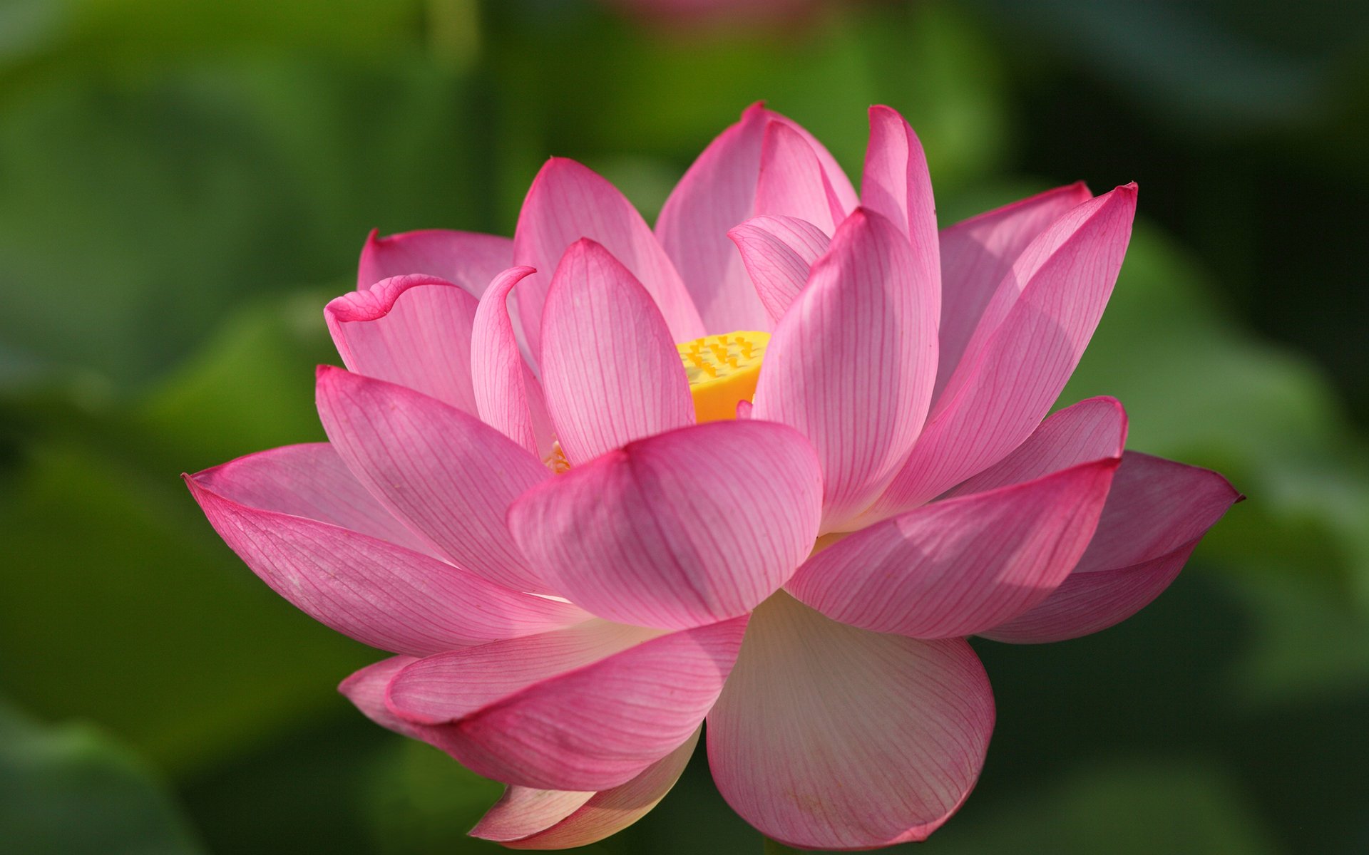 Download Nature Lotus HD Wallpaper