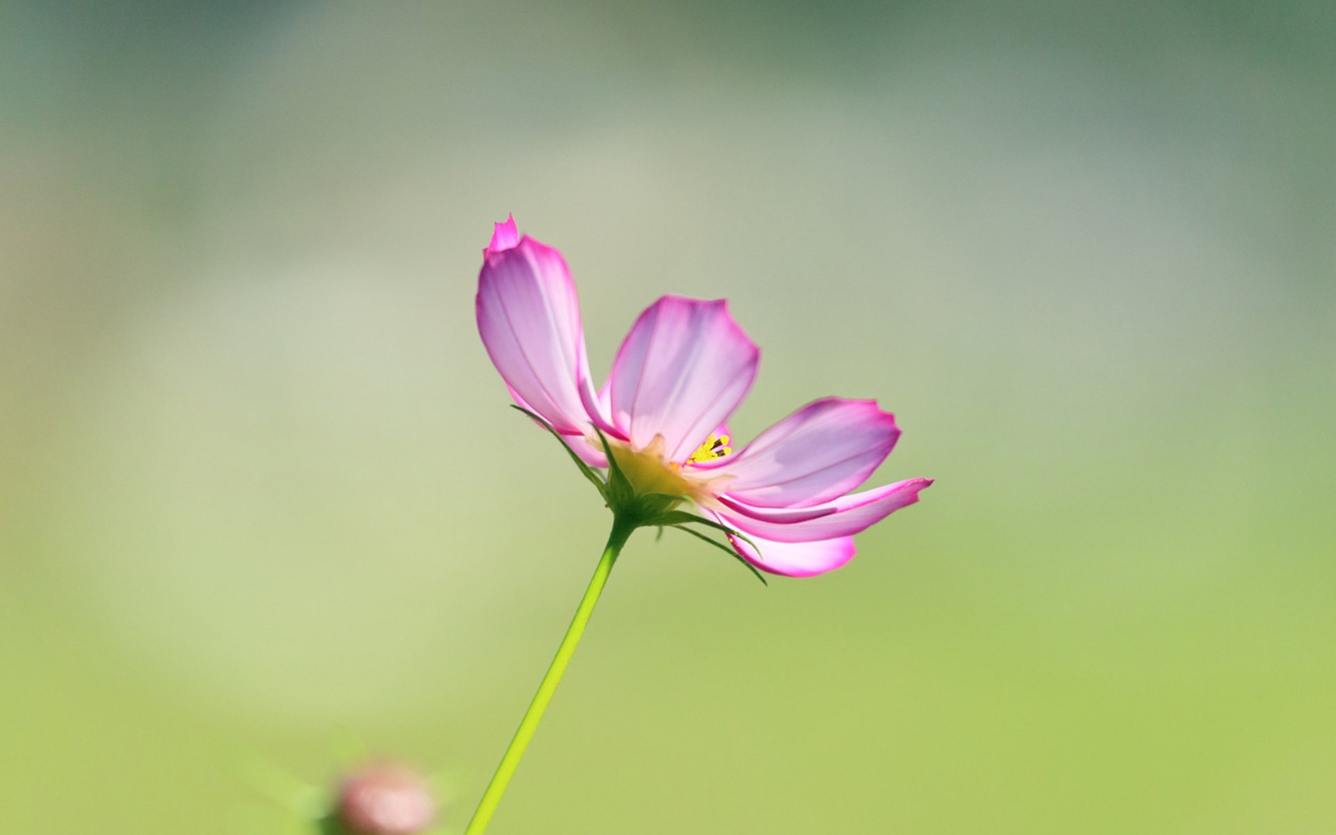 Close-up of a delicate pink cosmos flower in nature with soft green bokeh, HD PC desktop wallpaper and background.
