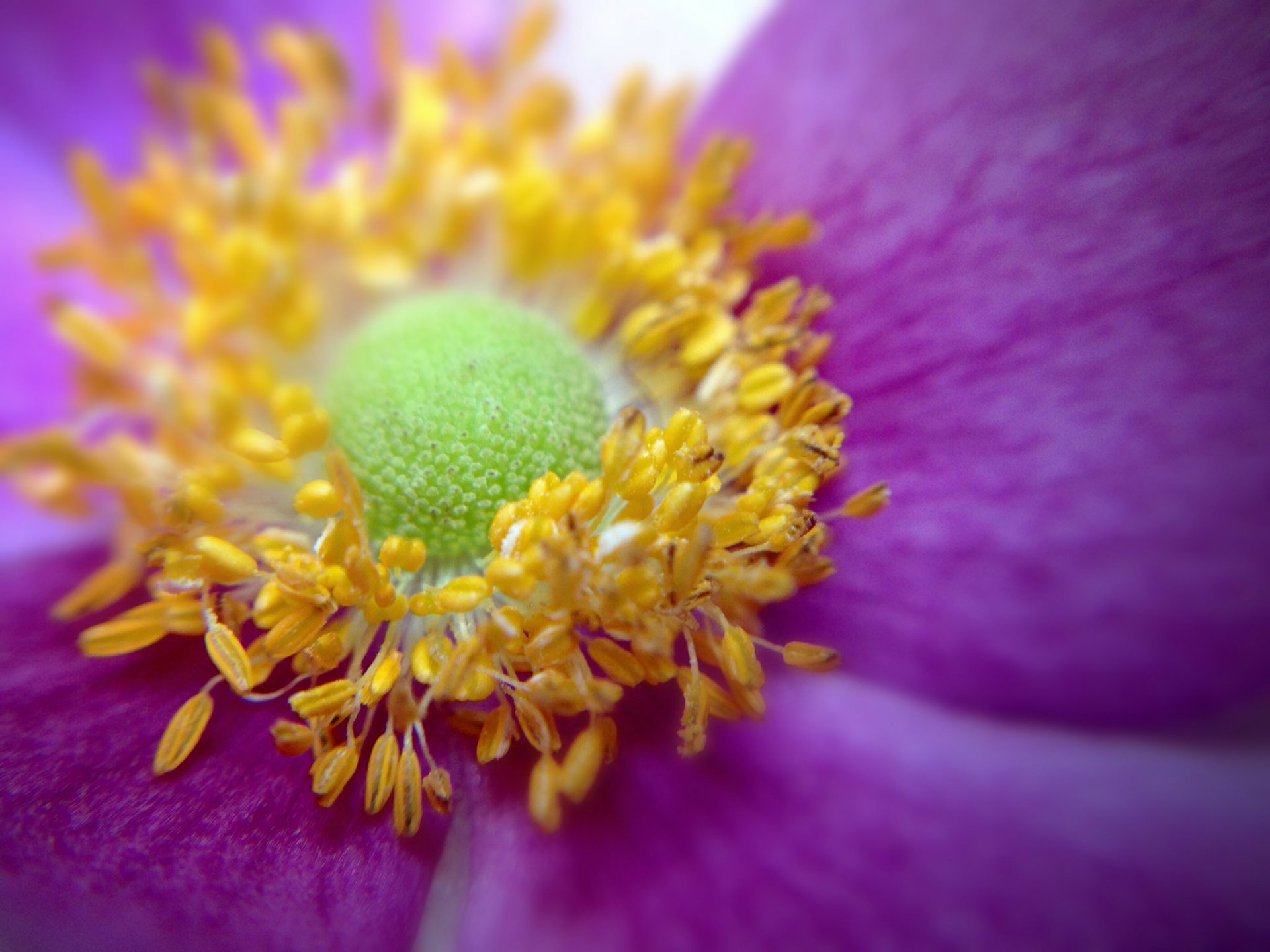 Download Close-up Nature Flower HD Wallpaper