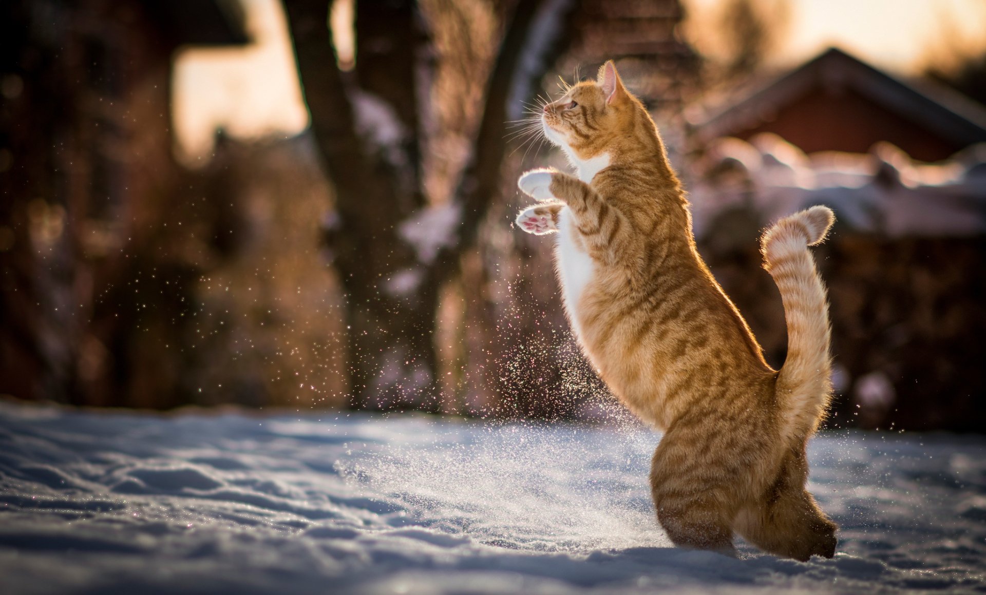 HD PC desktop wallpaper of an orange tabby cat playfully jumping in snow, surrounded by a warm, blurred natural background.