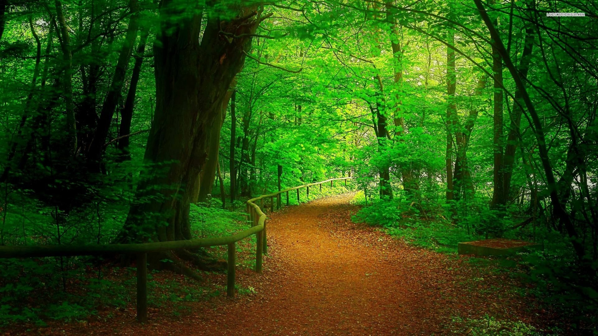 Forest wallpapers for desktop download free Forest pictures and  backgrounds for PC  moborg