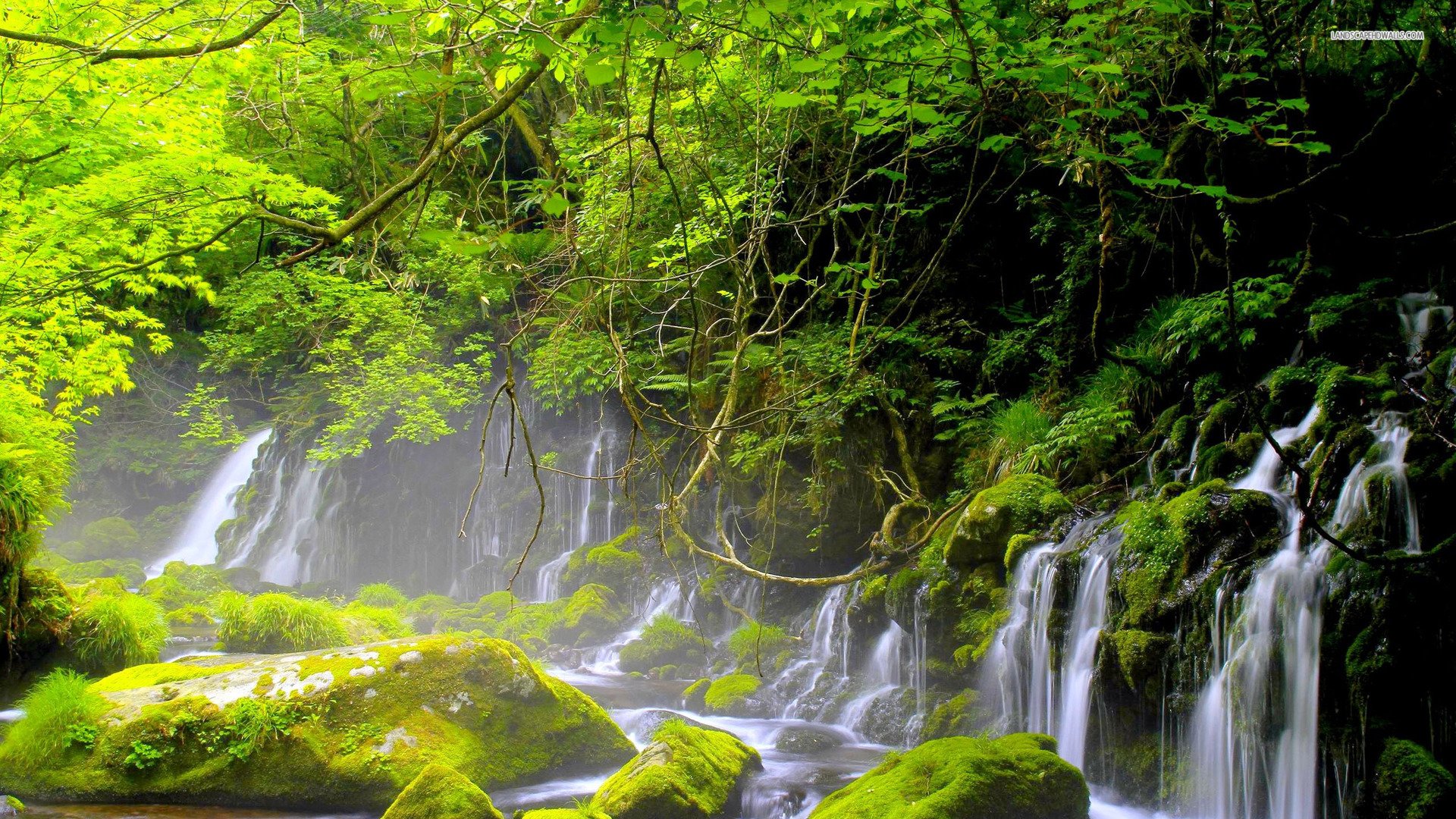 Moss Full Hd Wallpaper And Background 1920x1080 Id568873