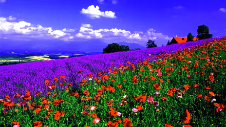 HD desktop wallpaper of a vibrant spring landscape featuring a field of red poppies and purple flowers under a vivid blue sky.