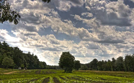 A vast field under a dramatic sky filled with fluffy clouds, showcasing a plantation with rows of plants. This HD desktop wallpaper captures the beauty of farm life.