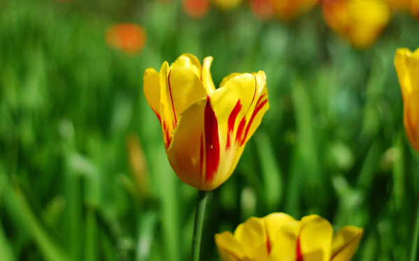 nature tulip HD Desktop Wallpaper | Background Image